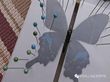 9月14日9点00至11点30标本制作——蝴蝶标本展翅制作